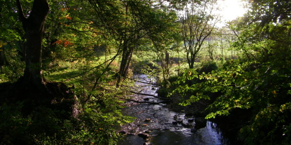 Le Boscq (chemin du vieux moulin)